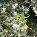 Lonicera fragrantissima